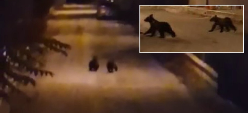 Ecco i due cuccioli dell'orsa Amarena, avvistati nelle scorse ore