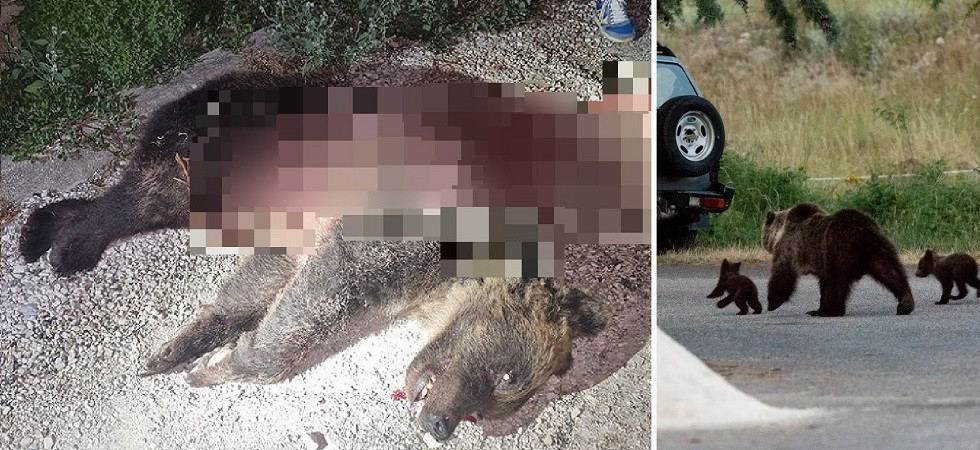Amarena uccisa con una fucilata, Wwf Italia: "Cuccioli a rischio" e punta il dito contro chi alimenta "sentimenti di paura"