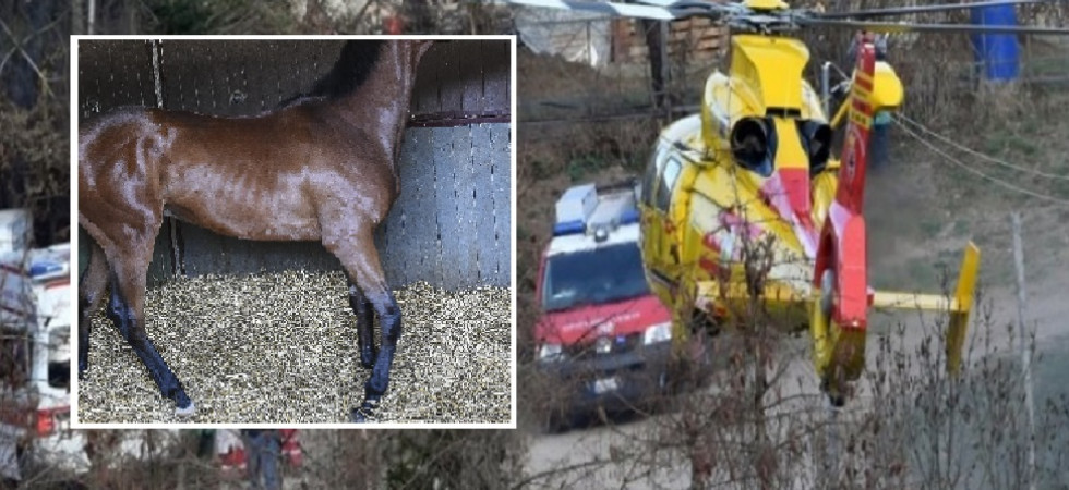 Colpito violentemente al volto dallo zoccolo di un cavallo, 76enne trasportato in elicottero all'ospedale di Trento