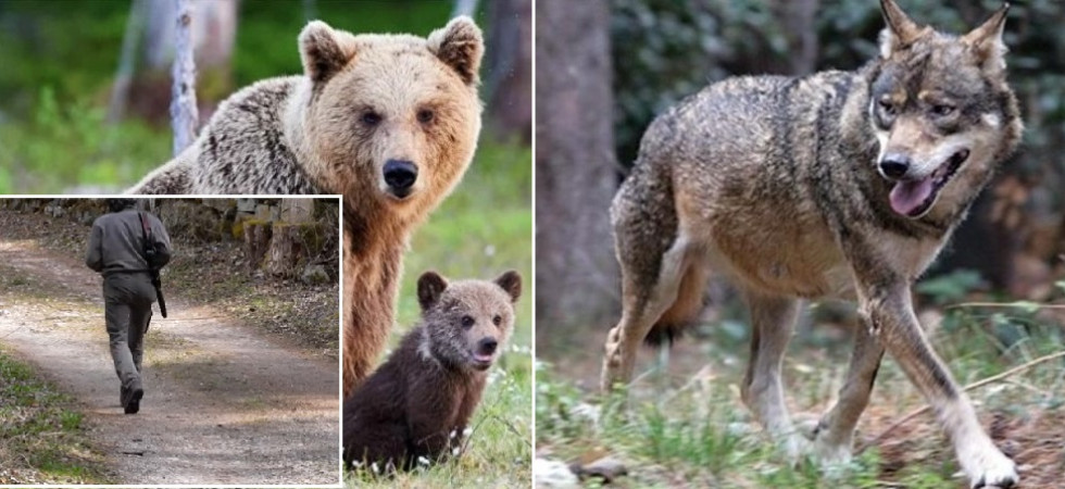 Dall'abbattimento di due lupi alla cattura di F36, dagli animalisti ancora un appello ai forestali