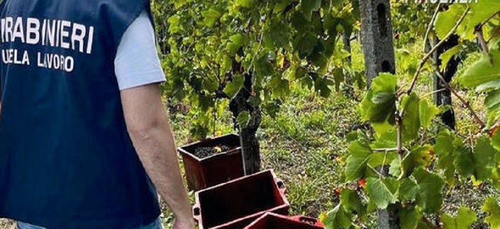 Lavoro nero, vendemmia con lavoratori irregolari e non formati: denunciati i titolari di un'azienda e una cooperativa