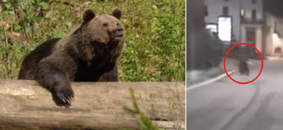Parte la caccia a un nuovo orso: Già sottoposto a numerose azioni di dissuasione con pallettoni e spray