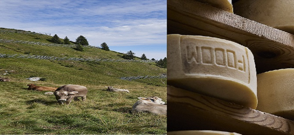 Il formaggio fodóm è Presidio Slow Food, gli allevatori 