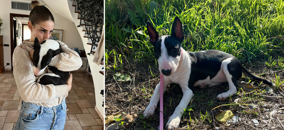 Scappa di casa e sparisce per giorni: ritrovata tra le campagne la cagnolina Glam