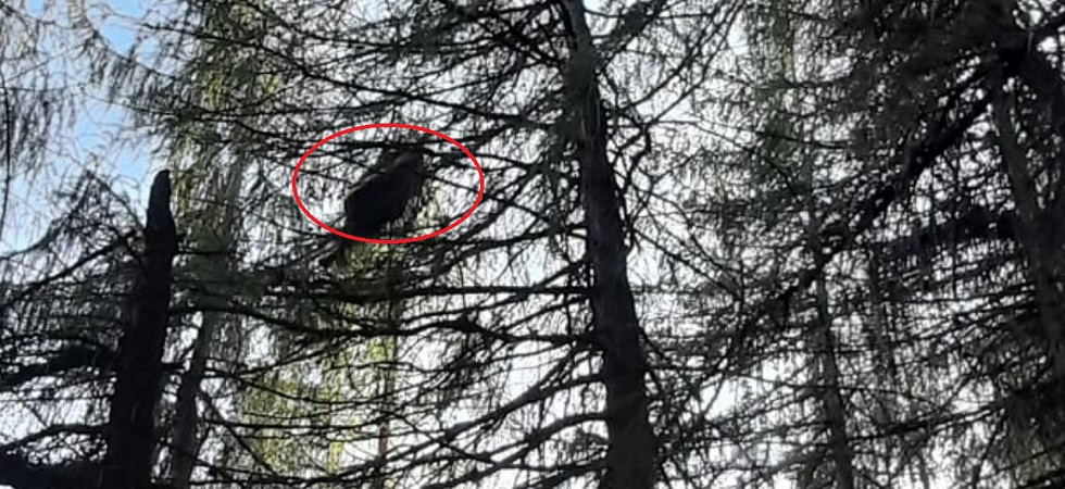 Precipita con il parapendio e rimane bloccata sulla pianta a 15 metri d'altezza