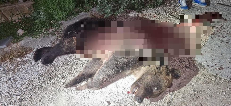 Orsi e lupi, dopo la morte di Amarena l'intervento del Cai: Atto da condannare senza se e senza ma
