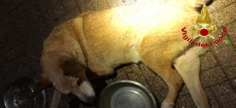 E' cieco e finisce bloccato in una siepe di rovi, momenti di paura per il cane Nerone