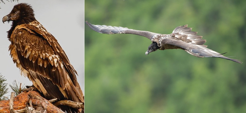 E' scomparsa Eglazine, rara femmina di avvoltoio gipeto
