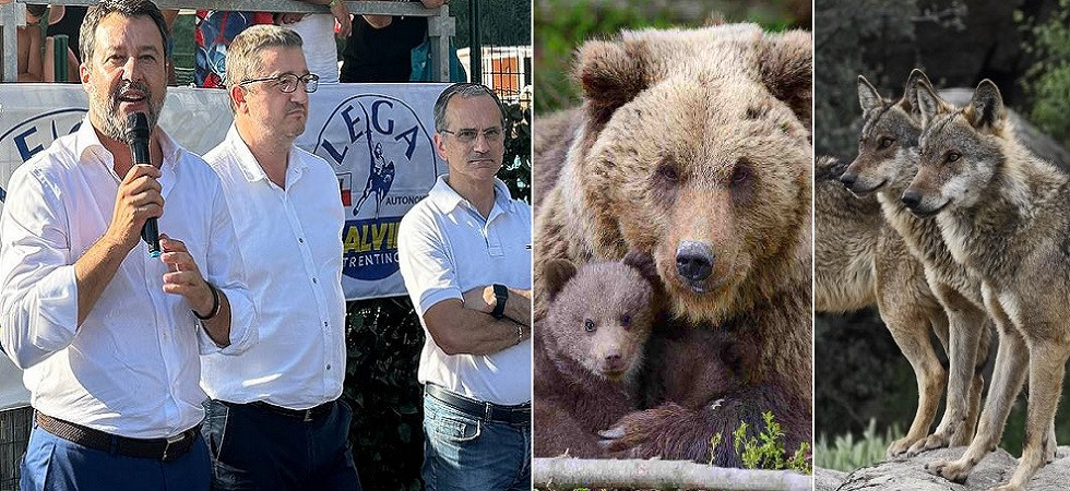 Gestione dei grandi carnivori, Salvini: "La scelta non deve essere di Roma ma di Trento e di Bolzano"