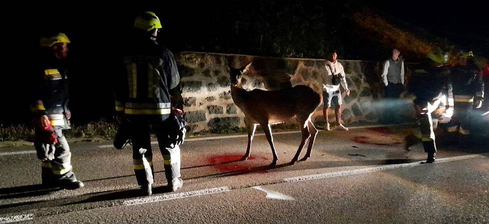 Scontro auto - cervo, momenti di paura nella notte