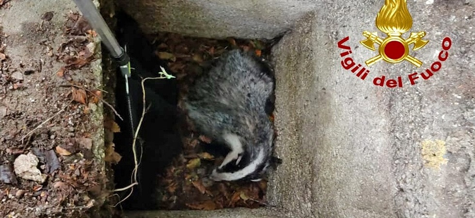 Ferito si rifugia in un tombino, i vigili del fuoco salvano un tasso