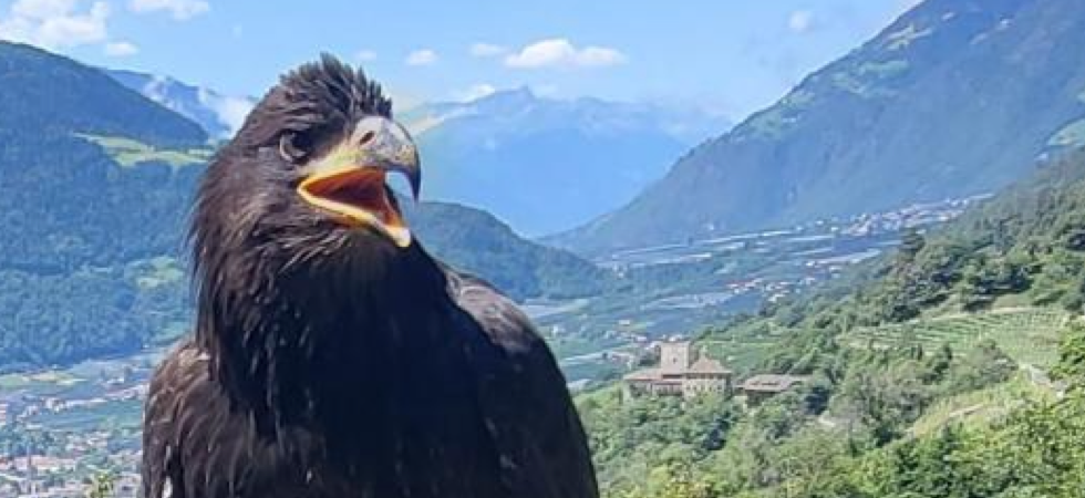 "Spaventata ha 'smarrito' la via di ritorno", scomparsa un'aquila di 6 mesi