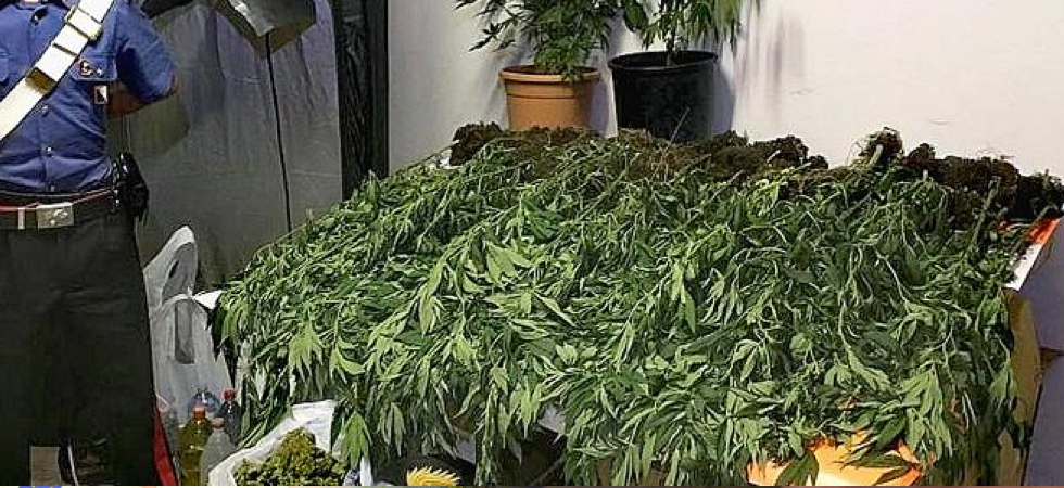Foto d'archivio Ben 30 piante di marijuana ad essiccare nel sottotetto: arrestato un pensionato di 73 anni