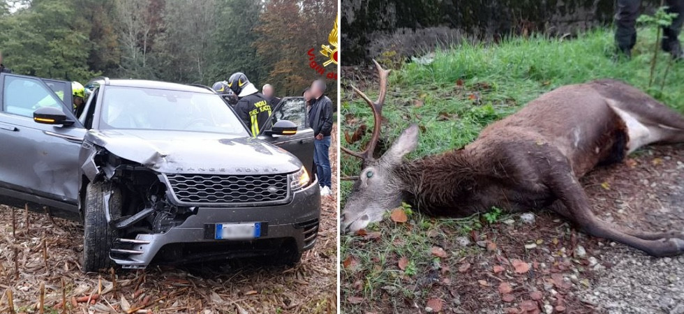 Cervo travolto e ucciso da un Range Rover: bambina portata in ospedale sotto shock