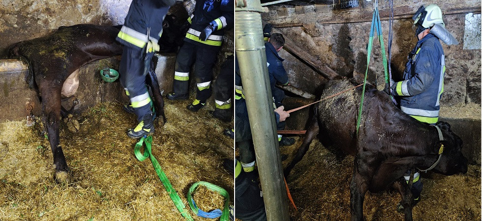 La vacca cade in una mangiatoia e rimane bloccata, l'allarme del proprietario: l'intervento dei vigili del fuoco