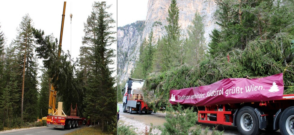 Abbattuto un abete rosso di 115 anni, dall'Alto Adige sarà portato a Vienna in mostra per Natale