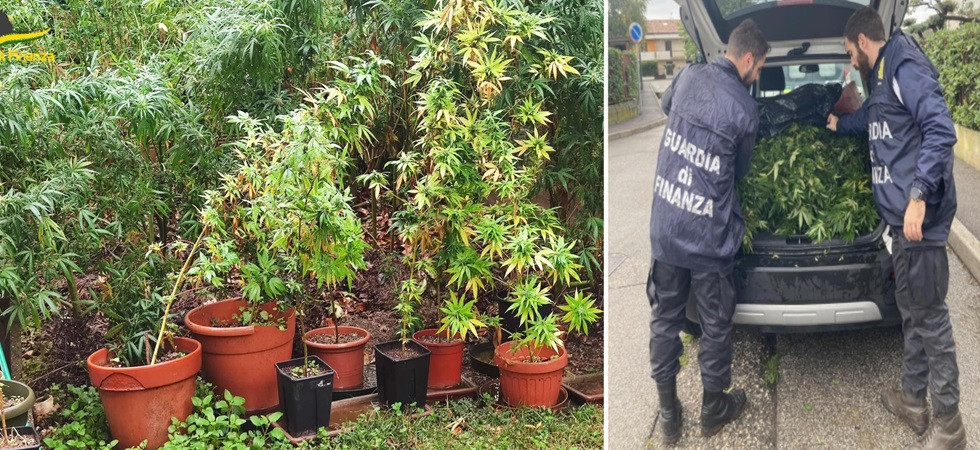 Nel giardino di casa una piantagione di marijuana, nei guai un 60enne