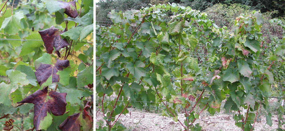 La diffusione della flavescenza dorata non rallenta, in un anno raddoppiata l'infestazione
