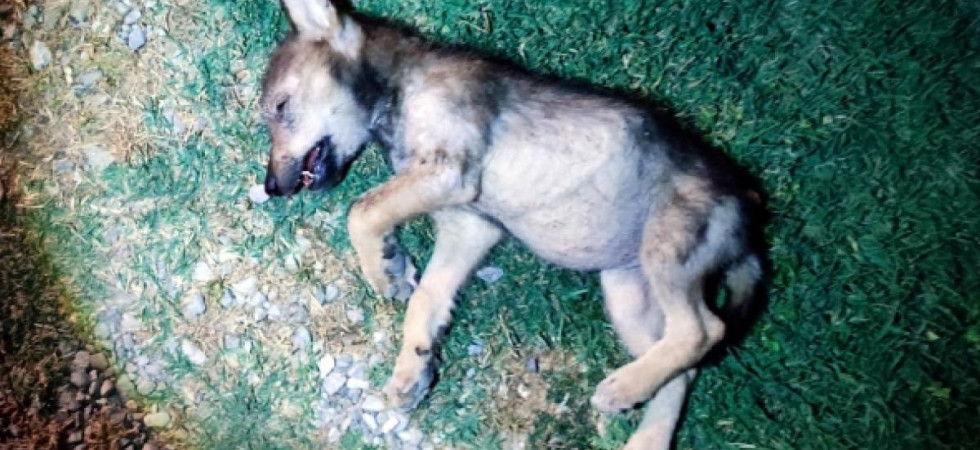 Foto archivio Trovato un cucciolo di lupo morto, anche questo sarebbe stato investito
