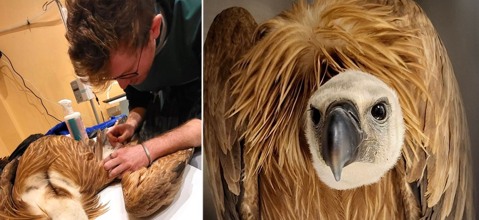 Grifone con infezione respiratoria recuperato dai veterinari: L'ipotesi?