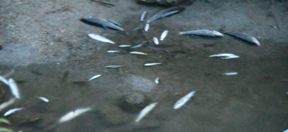 Foto archivio Sversamento illegale nel corso d'acqua: migliaia di pesci morti e 3 chilometri inquinati