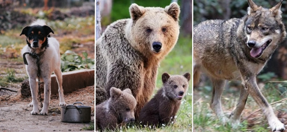 “Per un’autonomia che rispetti anche gli animali”