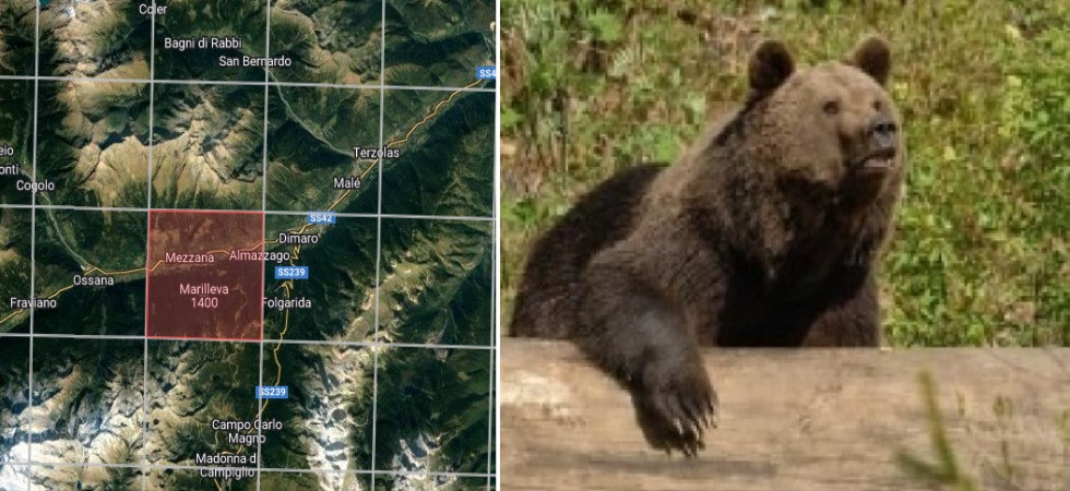 Orso M90 investito sulla strada statale 42, gli animalisti: "Presenteremo denuncia chiedendo di indagare l'automobilista"