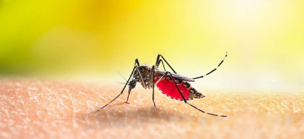 Torna da un viaggio e si sente male, allarme dengue nel bassanese: nelle prossime ore l'intervento di disinfestazione