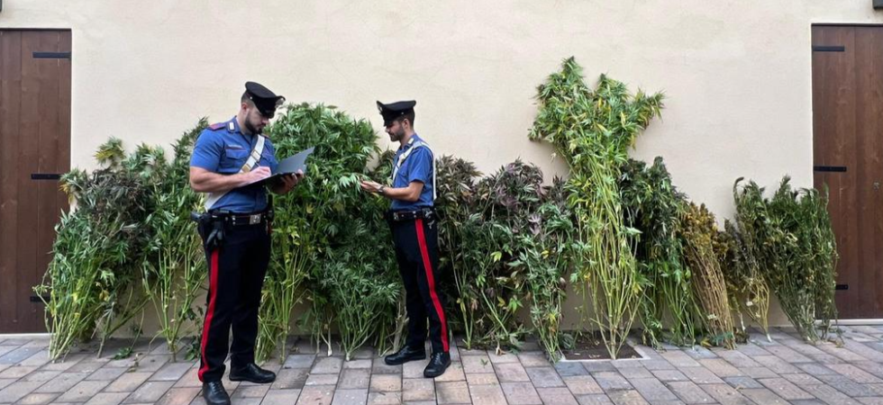 Il trattore si muove lontano dai vigneti e i carabinieri si insospettiscono: scoperta piantagione di marjuana