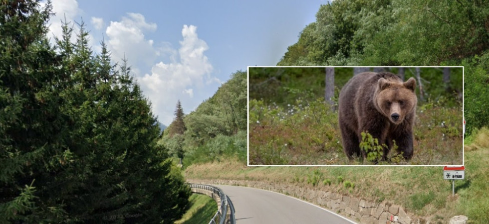 E' M90 l'orso investito all'alba: il plantigrado è scappato nel bosco