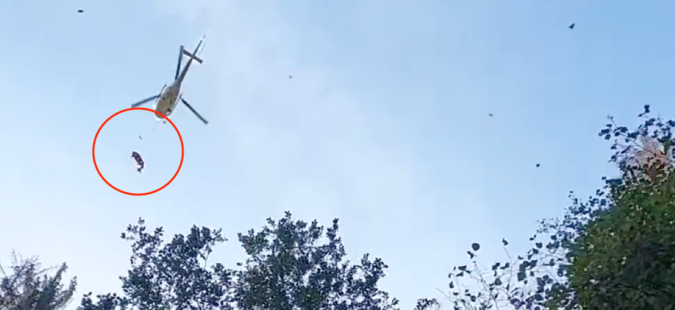 Sfondano il recinto, scappano e precipitano in una scarpata: morti alcuni vitelli