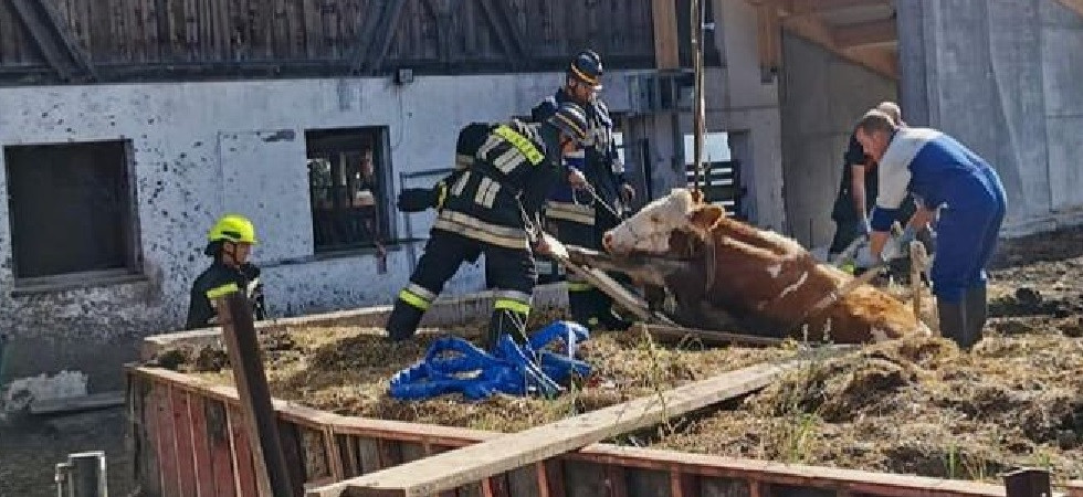Cade nella concimaia e rimane bloccata, l'intervento dei vigili del fuoco per portare in salvo una vacca