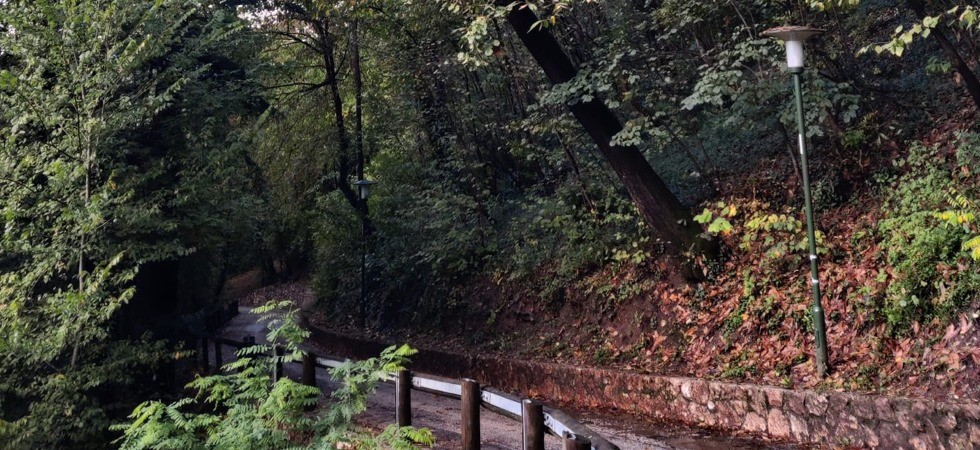 Alberi "pericolosi", il Comune programma l'abbattimento di alcune piante nel parco Gocciadoro