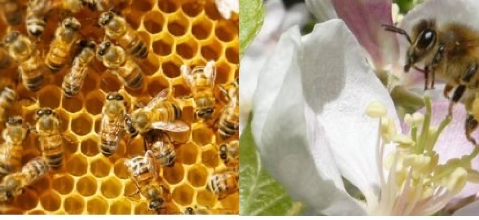 "Gestiamo le api in modo naturale", Daniele dell'azienda agricola Pachamama