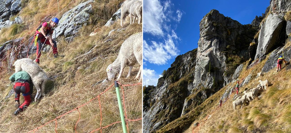 Dalla Svizzera in aiuto del pastore le cui pecore sono bloccate in quota da due settimane: "Tratti in salvo altri 17 animali"