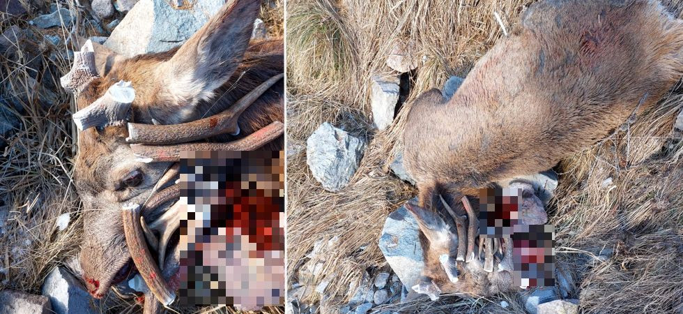 La mandibola spaccata con un sasso e i palchi segati a pezzi