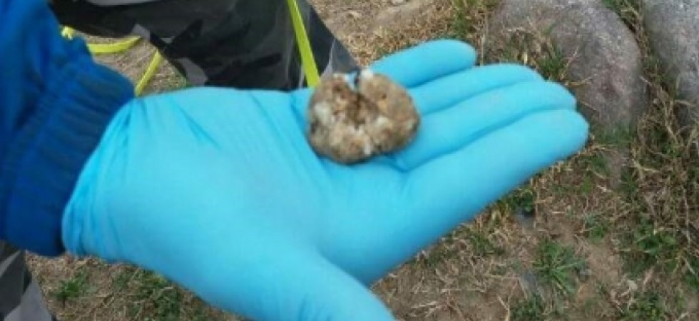 Getta nel campo bocconi avvelenati per i lupi ma muore un cane, 60enne nei guai