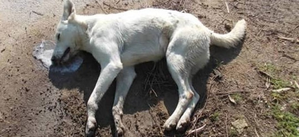 Bocconi killer, un cane è morto avvelenato