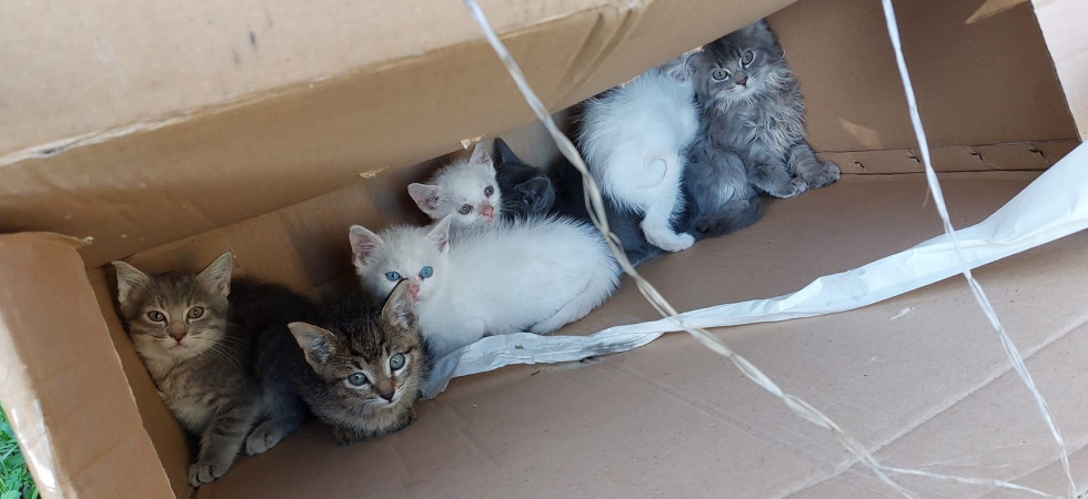Sette gattini di poche settimane rinchiusi in uno scatolone e gettati in un campo: stanno bene e sono adottabili