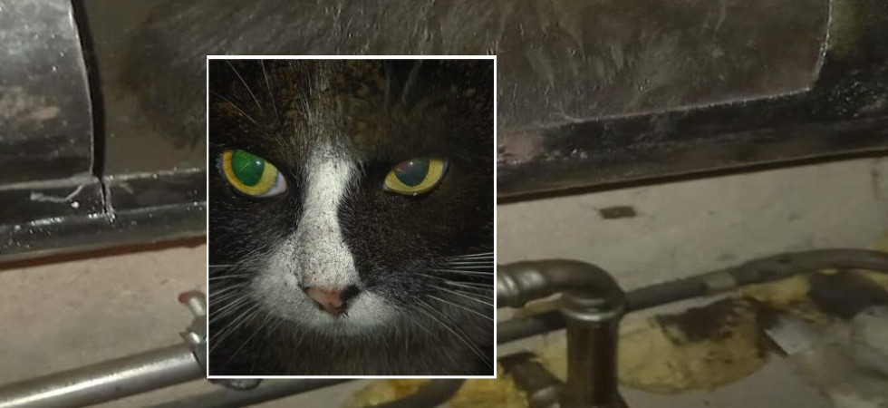 Gatto 'si infila' in un camino e resta incastrato nella canna fumaria: salvato dai vigili del fuoco