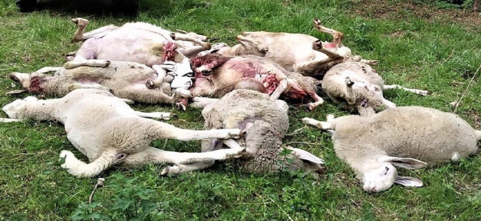Sbranate dal lupo le ultime pecore e agnelli del nostro allevamento