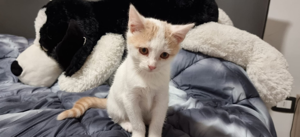 "Trovata in campagna infreddolita e raffreddata", ora la gattina Perla cerca una nuova casa