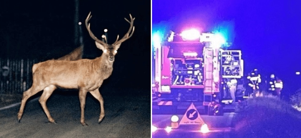 Tremendo schianto nella notte fra un furgone e un grosso cervo di 200 chili: l'animale è morto, ferito il guidatore