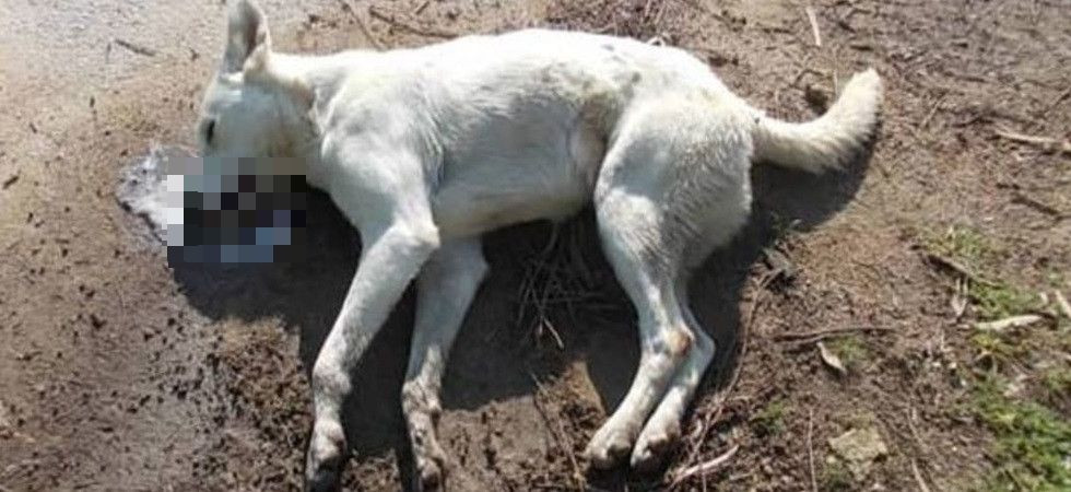 Foto d'archivio Ancora esche avvelenate, un cane morto fra atroci sofferenze