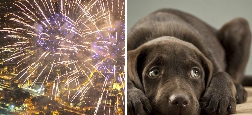 Foto d'archivio Il Comune dice 'no' ai botti di Capodanno: "Così rispettiamo (e proteggiamo) persone, animali e ambiente"