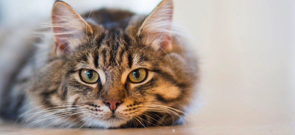 "Il gatto Re Leone ucciso a fucilate da un cacciatore", Aidaa: "Stava prendendo il sole: presenteremo denuncia"