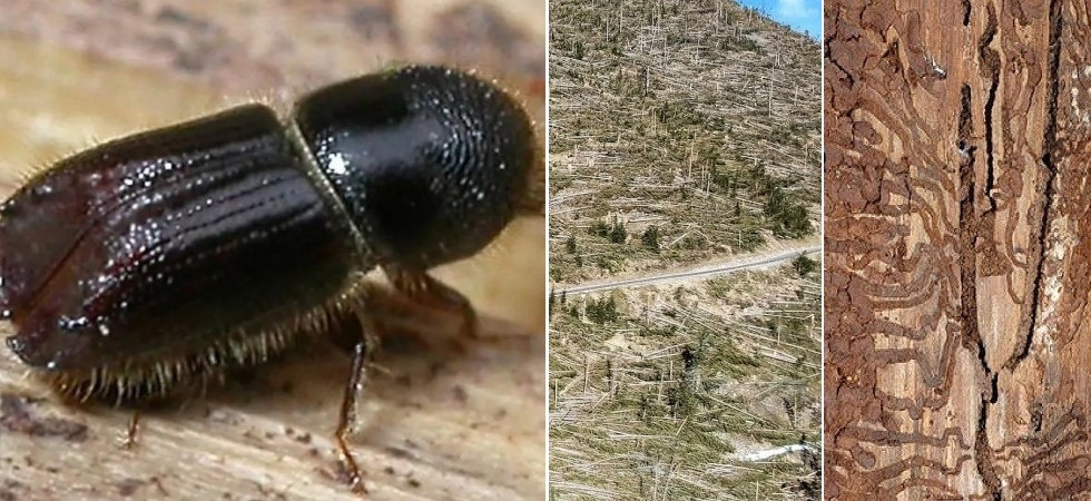 Il bostrico ha distrutto altri 4 mila ettari di superfice forestale