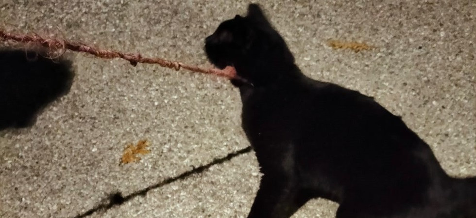 Un miracolo di Natale: la gattina Nerina viene rapita e impiccata all'interno di un gabbione