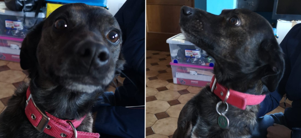 "Vittima della negligenza umana", il cagnolino Krasty cerca una nuova famiglia