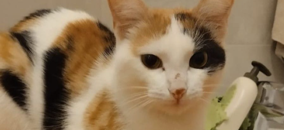 "Chi l'aveva scelta non conosce il significato del 'per sempre'", ora la gattina Sibilla cerca una nuova famiglia